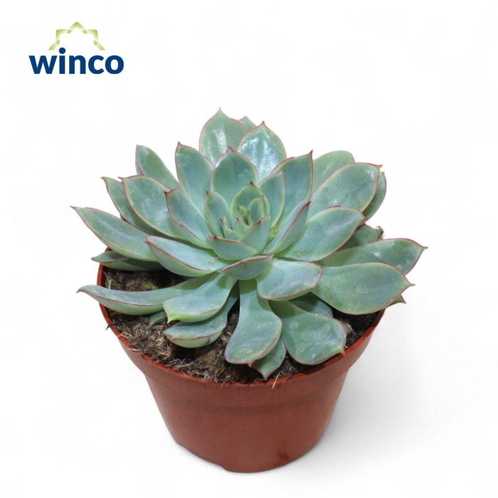 <h4>Echeveria California Queen</h4>