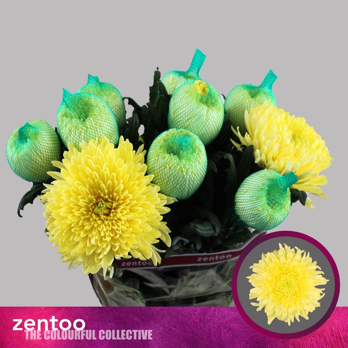 <h4>Chrys bl magnum yellow</h4>