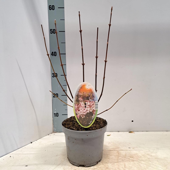 <h4>Viburnum bodnantense 'Dawn'</h4>