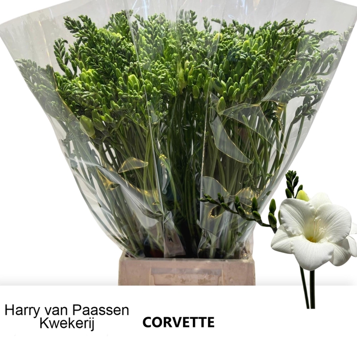 <h4>FR EN CORVETTE</h4>