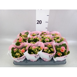 Kalanchoe blos.   ..rosebud