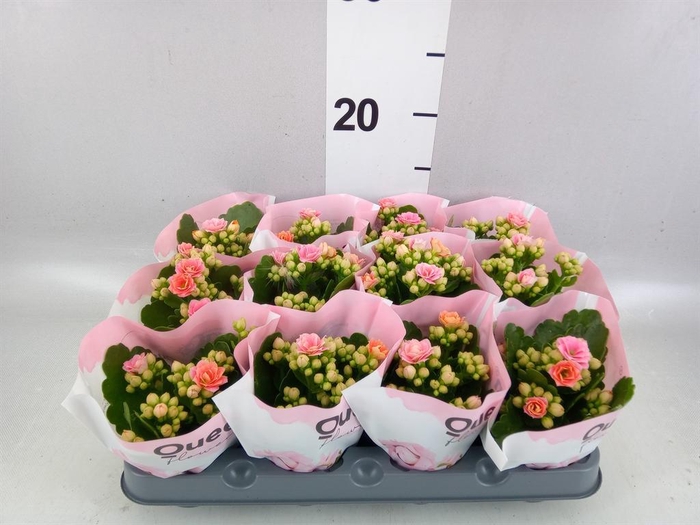 <h4>Kalanchoe blos.   ..rosebud</h4>