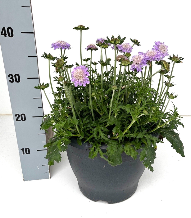 <h4>SCAB COLUMBARIA</h4>