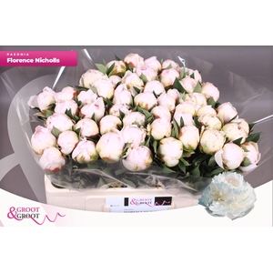 Paeonia Florence Nicholls | Heavy Quality