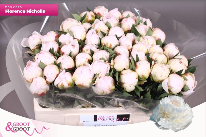 <h4>Paeonia Florence Nicholls | Heavy Quality</h4>