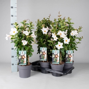 Mandevilla am. 'Diaman Jade White'