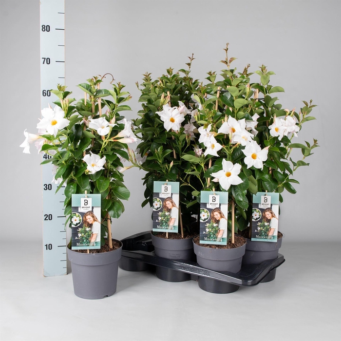 <h4>Mandevilla am. 'Diaman Jade White'</h4>