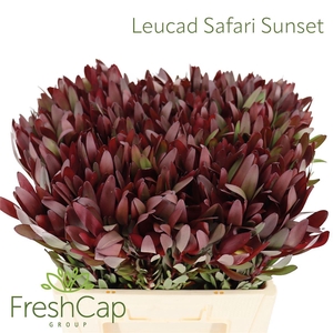 Leucad Safari Sunset