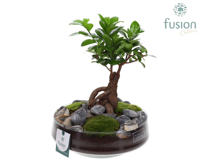 <h4>Green Bottle Iris Large met Ficus Ginseng</h4>
