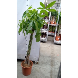 Pachira aquatica