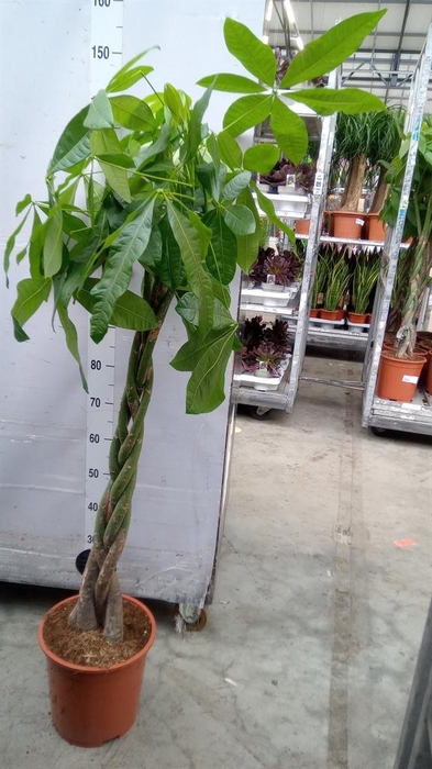 <h4>Pachira aquatica</h4>