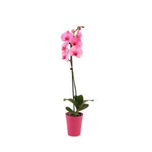 Linge Pink Phal I Am Pink 1T9+