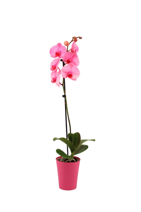 <h4>Linge Pink Phal I Am Pink 1T9+</h4>
