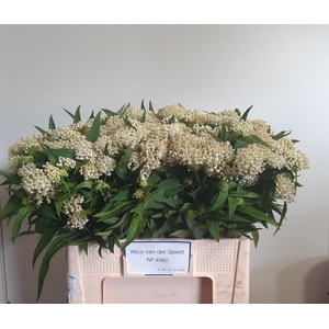 Ascl Incarnata
