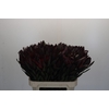Leucadendron Saf Sunset Dark R.