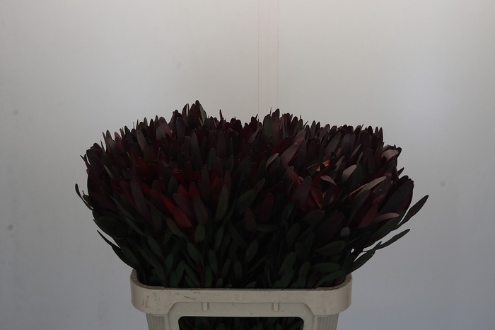 <h4>Leucadendron Saf Sunset Dark R.</h4>