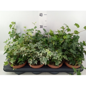 Hedera helix   ...mix 3