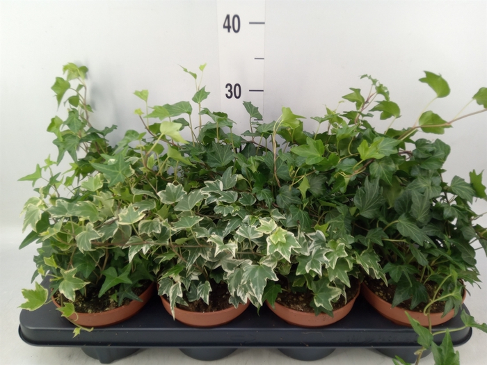 <h4>Hedera helix   ...mix 3</h4>
