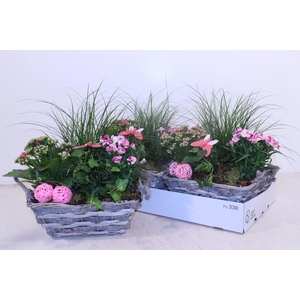 ARR TUINPLANTEN