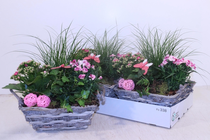 <h4>ARR TUINPLANTEN</h4>