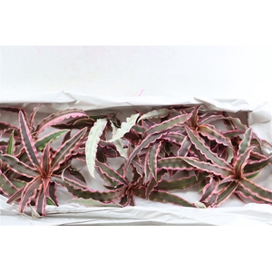 Cryptan Zonatus Pink