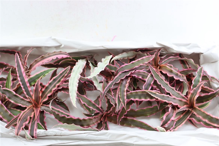 <h4>Cryptan Zonatus Pink</h4>