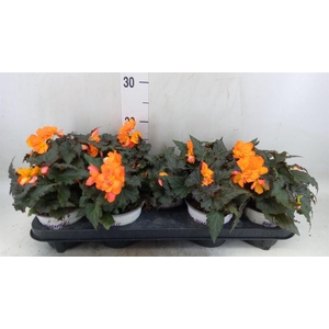 Begonia boliv. 'Encanto Orange'