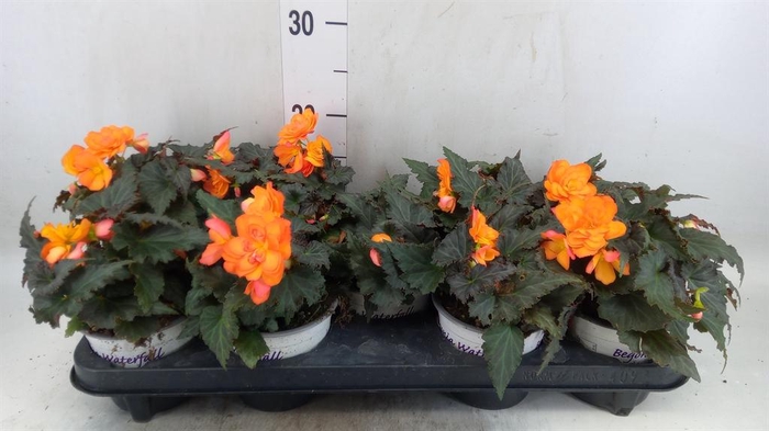 <h4>Begonia boliv. 'Encanto Orange'</h4>
