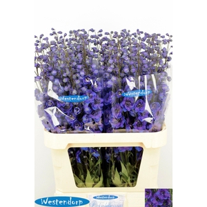 DELPH DU KI FL BLUE