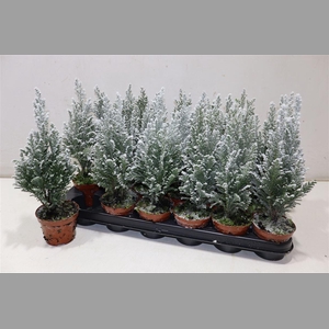 Cham L Ellwoodii + Snow