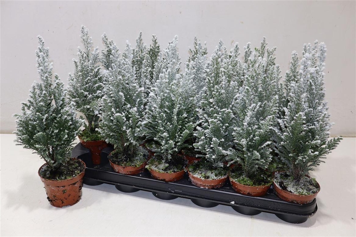 <h4>Cham L Ellwoodii + Snow</h4>