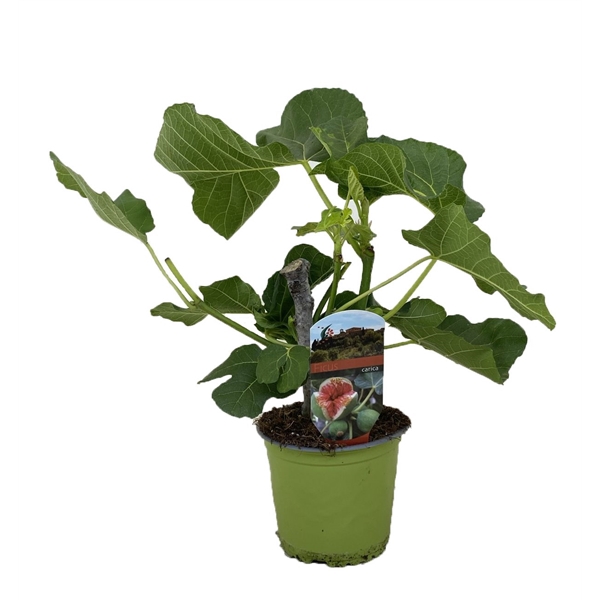 <h4>Ficus carica</h4>