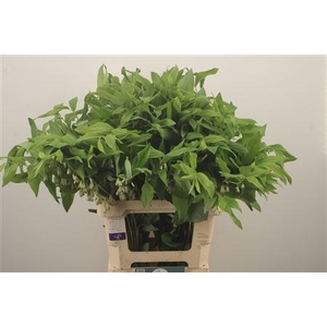 Polygonatum Multiflora