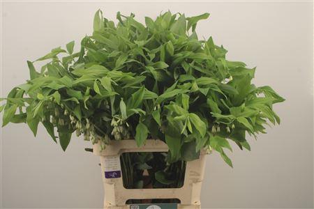 <h4>Polygonatum Multiflora</h4>