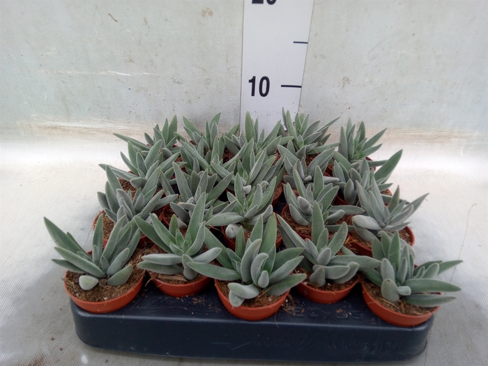 <h4>Succulents   ...</h4>