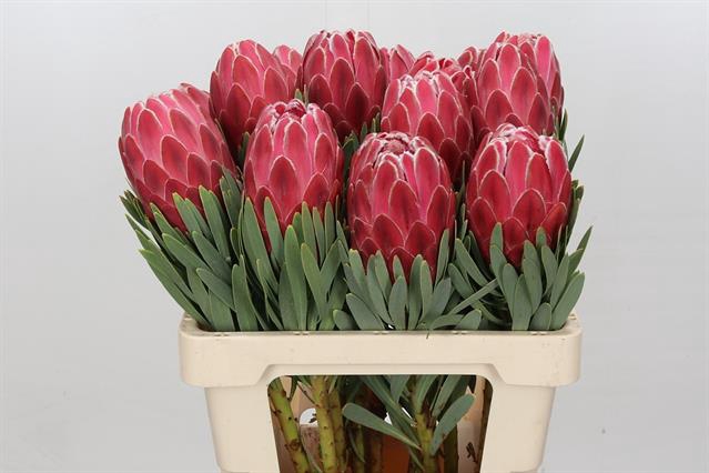 <h4>PROTEA VENUS</h4>