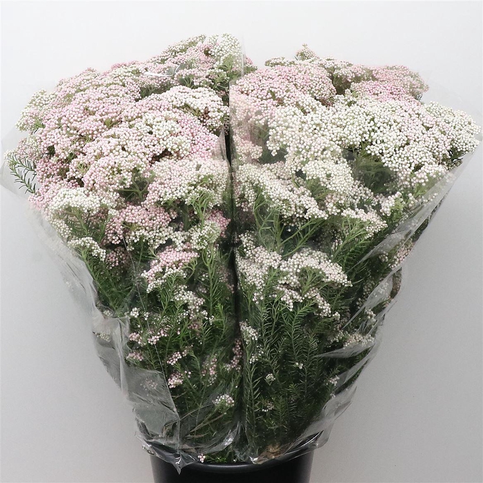 <h4>Ozoth Cooks Light Pink 200 Gram</h4>