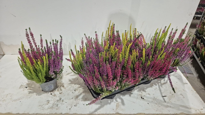 <h4>CALLU BL GEM PT 3KL</h4>