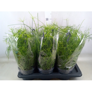 Rhipsalis baccifera 'Oasis'