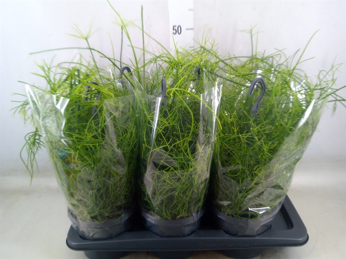 <h4>Rhipsalis baccifera 'Oasis'</h4>
