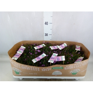 Campanula  'Ambella Pink'