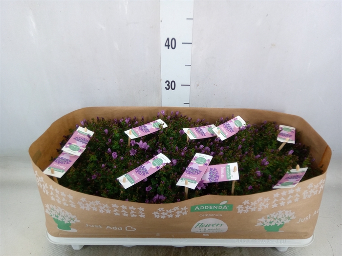 <h4>Campanula  'Ambella Pink'</h4>