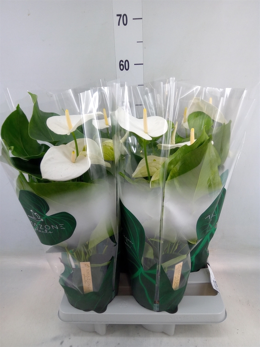 <h4>Anthurium andr. 'Samora'</h4>