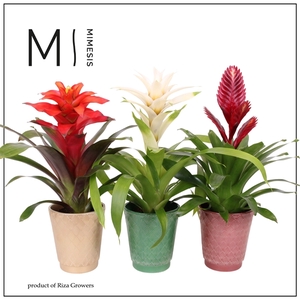 Bromelia variés