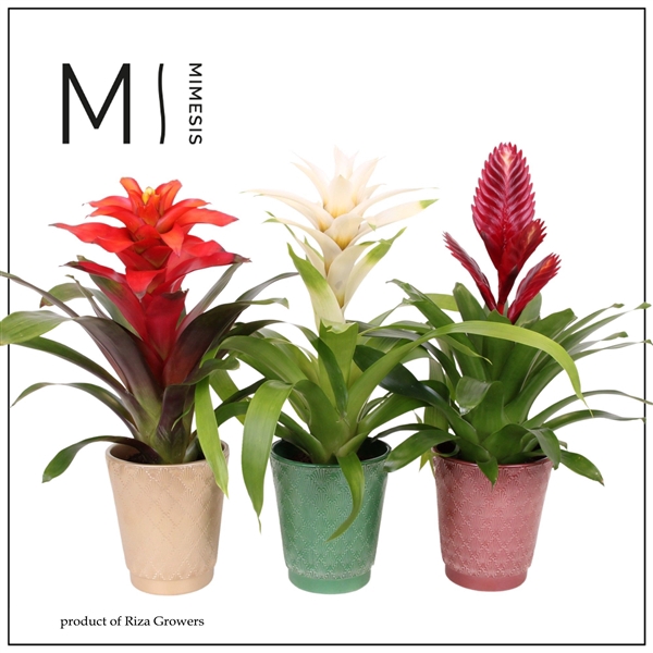 <h4>Bromelia variés</h4>