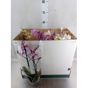 Phalaenopsis multi.   ...mix  8