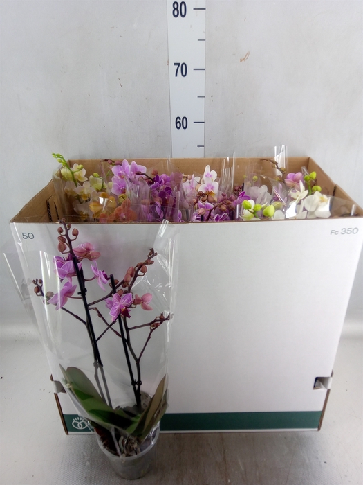 <h4>Phalaenopsis multi.   ...mix  8</h4>