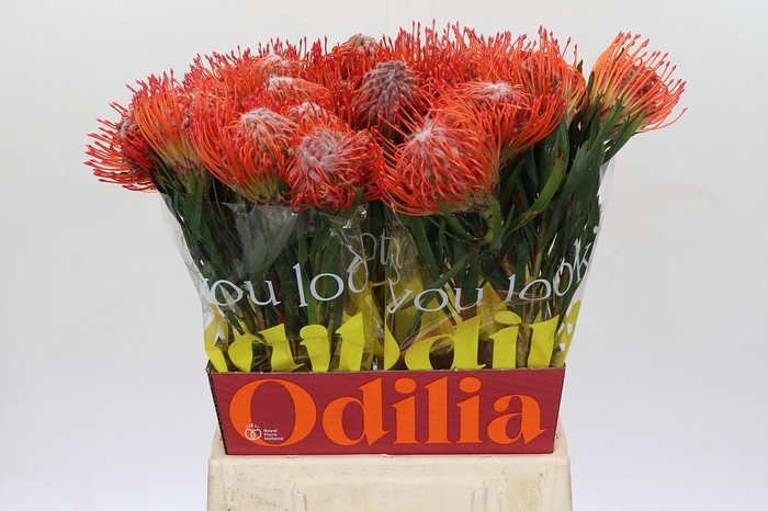 <h4>Nutans Tango</h4>