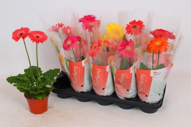 <h4>GER COLOURGAME GEM</h4>