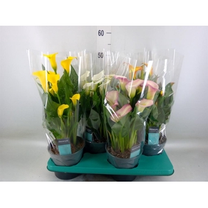 Zantedeschia   ...mix